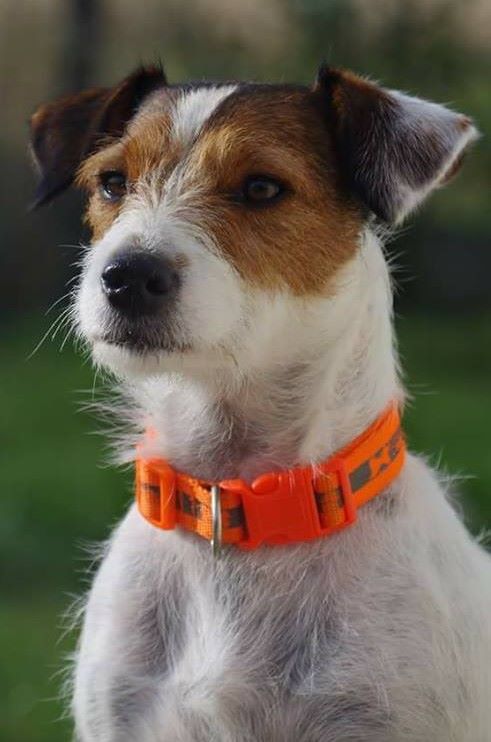 Les Jack Russell Terrier de l'affixe Bold And Kind