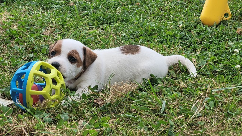 chiot Jack Russell Terrier Bold And Kind