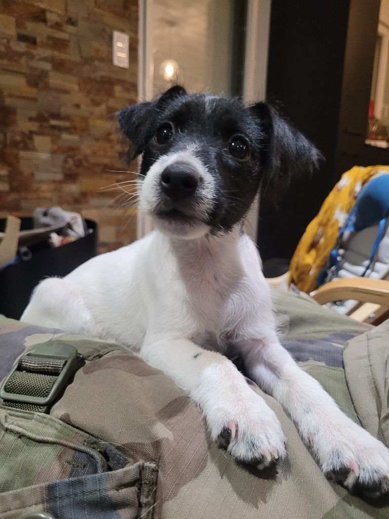 chiot Parson Russell Terrier Bold And Kind