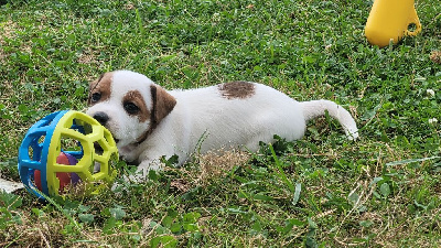 Bold And Kind - Jack Russell Terrier - Portée née le 28/06/2024