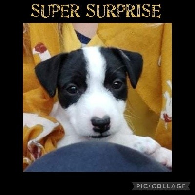 Super Suprise