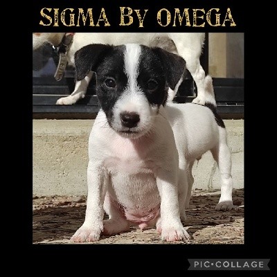 Sigma by Omega