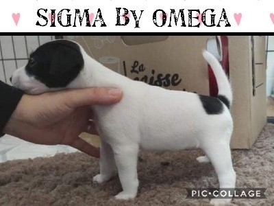 Sigma by Omega