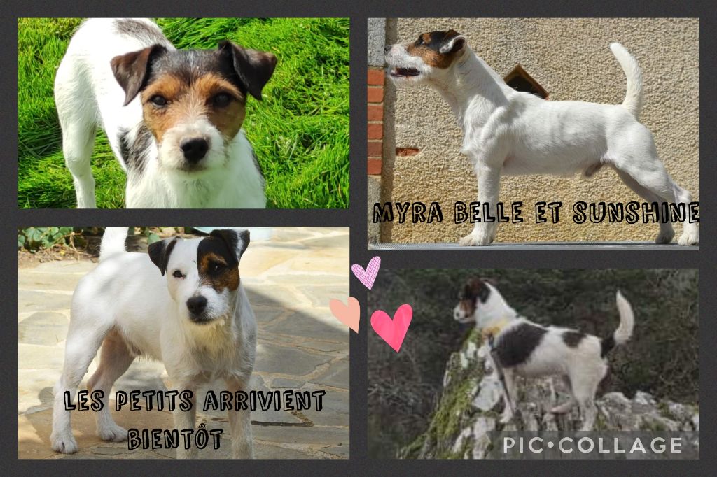 chiot Jack Russell Terrier Bold And Kind
