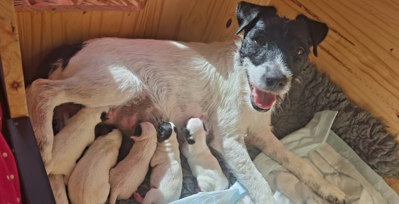 Chiot parson russell terrier Disponible mi décembre