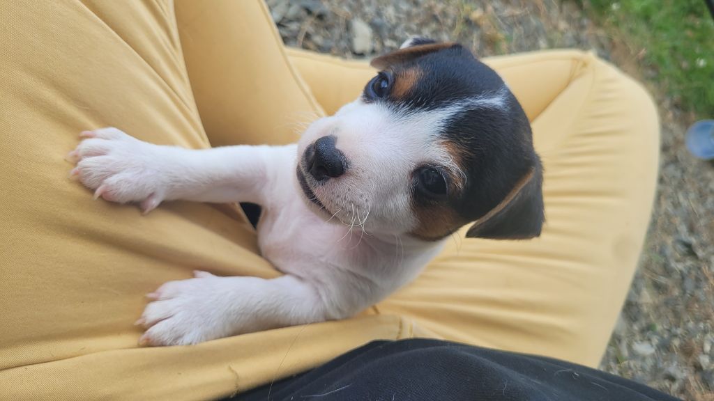 A réserver. Chiot jack russell DISPO FIN AOUT