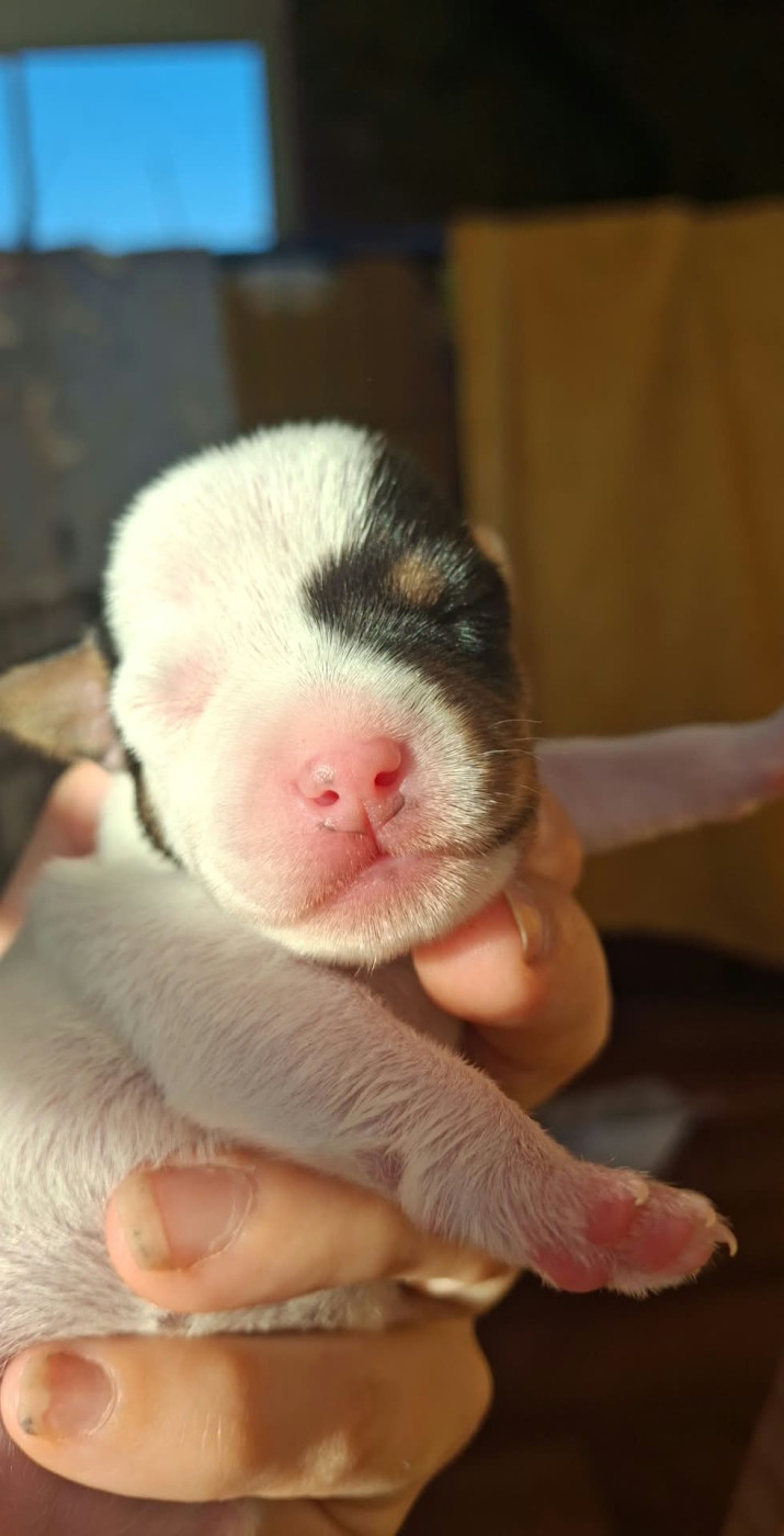 Bold And Kind - Chiots disponibles - Parson Russell Terrier