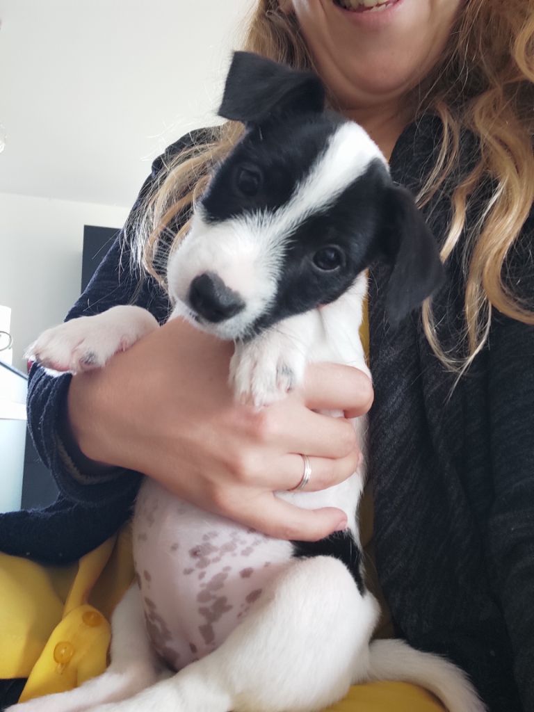 Chiot Parson Russell Terrier Bold And Kind